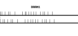 Human DAAM1 qPCR primer set (NM_014992)
