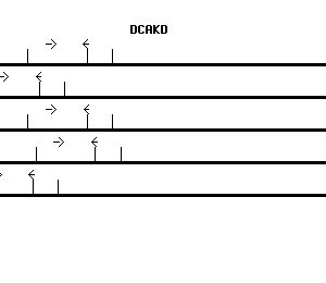 Human DCAKD qPCR primer set (NM_024819)