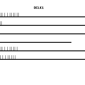 Human DCLK1 qPCR primer set (NM_004734)