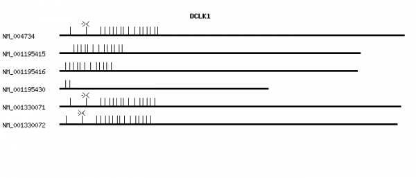 Human DCLK1 qPCR primer set (NM_004734)
