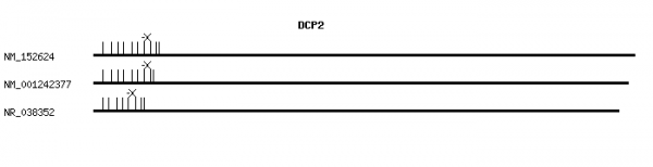 Human DCP2 qPCR primer set (NM_152624)