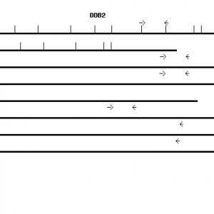 Human DDB2 qPCR primer set (NM_000107)