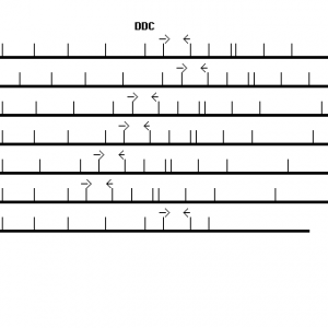 Human DDC qPCR primer set (NM_000790)