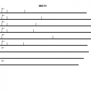 Human DDIT3 qPCR primer set (NM_004083)