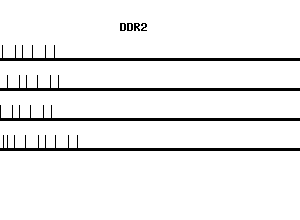 Human DDR2 qPCR primer set (NM_006182)