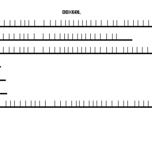 Human DDX60L qPCR primer set (NM_001012967)