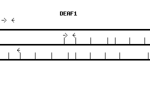 Human DEAF1 qPCR primer set (NM_021008)