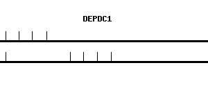Human DEPDC1 qPCR primer set (NM_017779)