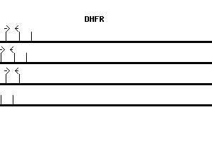 Human DHFR qPCR primer set (NM_000791)
