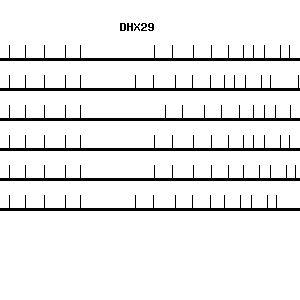 Human DHX29 qPCR primer set (NM_019030)