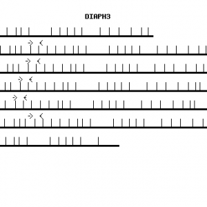 Human DIAPH3 qPCR primer set (NM_030932)
