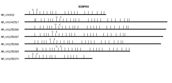 Human DIAPH3 qPCR primer set (NM_030932)