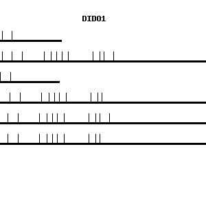 Human DIDO1 qPCR primer set (NM_022105)
