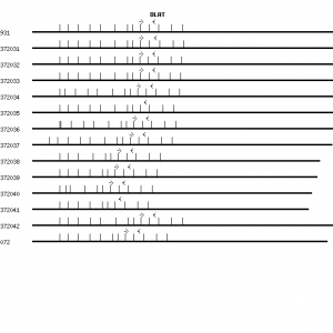 Human DLAT qPCR primer set (NM_001931)