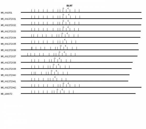 Human DLAT qPCR primer set (NM_001931)