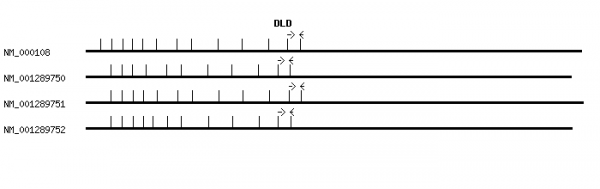 Human DLD qPCR primer set (NM_000108)