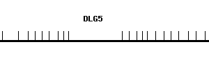 Human DLG5 qPCR primer set (NM_004747)