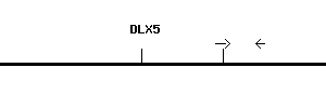 Human DLX5 qPCR primer set (NM_005221)