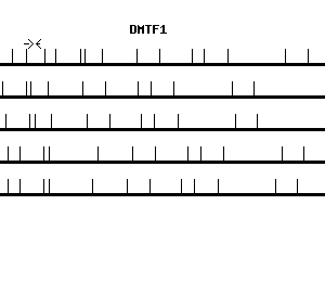 Human DMTF1 qPCR primer set (NM_021145)