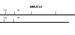 Human DNAJC12 qPCR primer set (NM_021800)