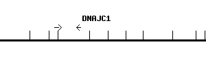 Human DNAJC1 qPCR primer set (NM_022365)