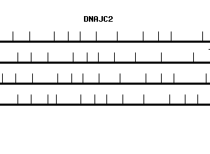 Human DNAJC2 qPCR primer set (NM_014377)