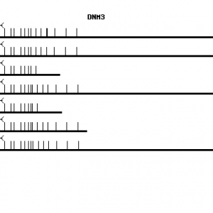 Human DNM3 qPCR primer set (NM_015569)
