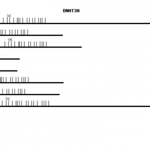 Human DNMT3A qPCR primer set (NM_022552)
