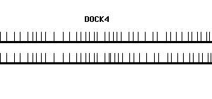 Human DOCK4 qPCR primer set (NM_014705)