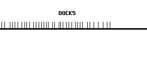 Human DOCK5 qPCR primer set (NM_024940)