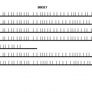 Human DOCK7 qPCR primer set (NM_033407)