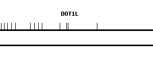 Human DOT1L qPCR primer set (NM_032482)