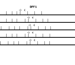 Human DPF1 qPCR primer set (NM_004647)