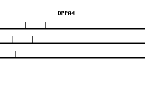Human DPPA4 qPCR primer set (NM_018189)