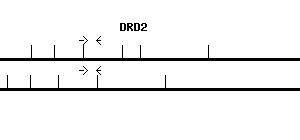 Human DRD2 qPCR primer set (NM_000795)
