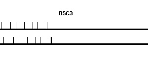 Human DSC3 qPCR primer set (NM_001941)