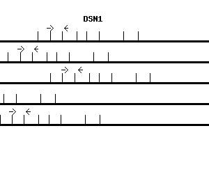 Human DSN1 qPCR primer set (NM_024918)