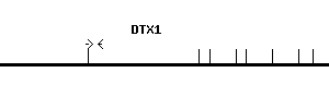 Human DTX1 qPCR primer set (NM_004416)