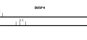 Human DUSP4 qPCR primer set (NM_001394)