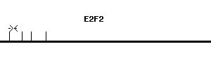 Human E2F2 qPCR primer set (NM_004091)