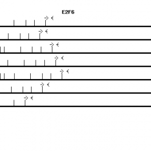 Human E2F6 qPCR primer set (NM_198256)
