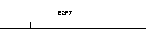 Human E2F7 qPCR primer set (NM_203394)