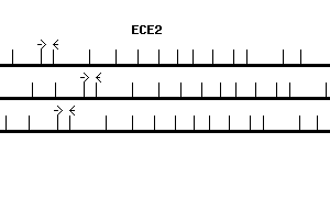 Human ECE2 qPCR primer set (NM_001037324)