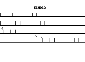 Human ECHDC2 qPCR primer set (NM_018281)
