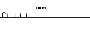 Human EDEM1 qPCR primer set (NM_014674)