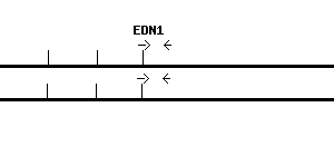 Human EDN1 qPCR primer set (NM_001955)