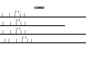 Human EDNRB qPCR primer set (NM_000115)