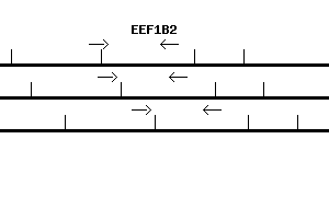 Human EEF1B2 qPCR primer set (NM_001959)