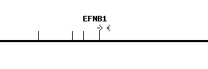 Human EFNB1 qPCR primer set (NM_004429)