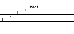 Human EGLN3 qPCR primer set (NM_022073)